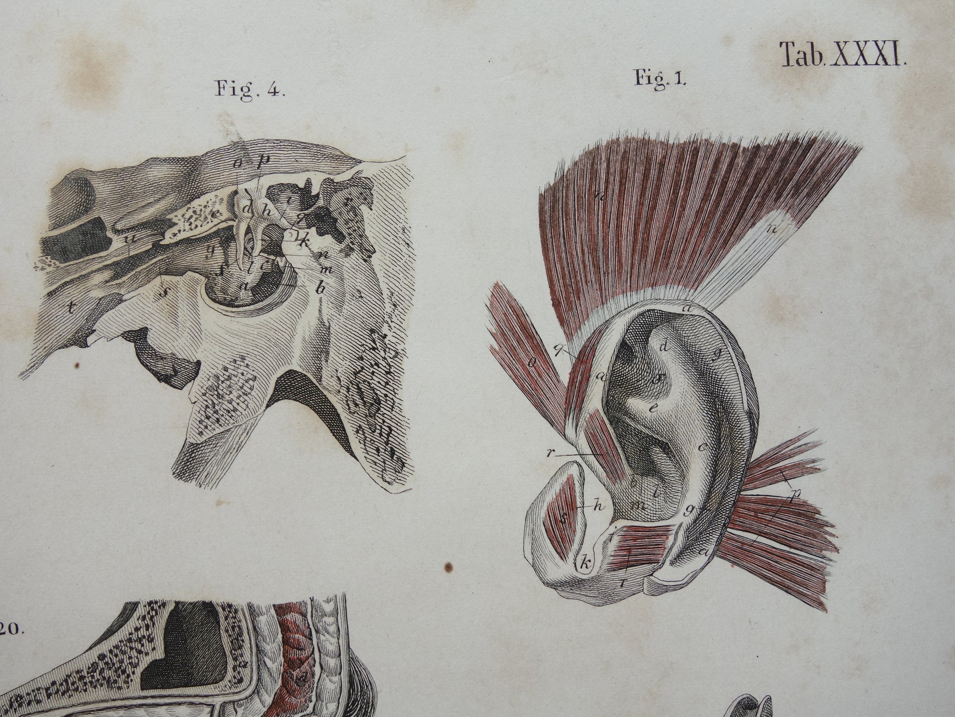 oren anatomie vintage gravure kopen