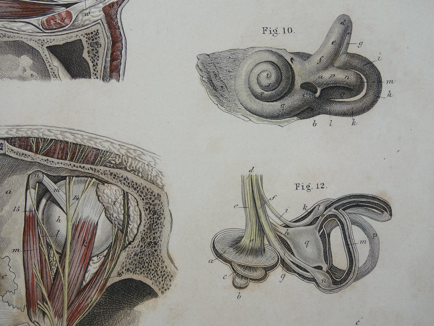 Oude anatomie print over ogen en oren 1871 Antieke prent Vintage anatomische illustratie menselijk oog en oor