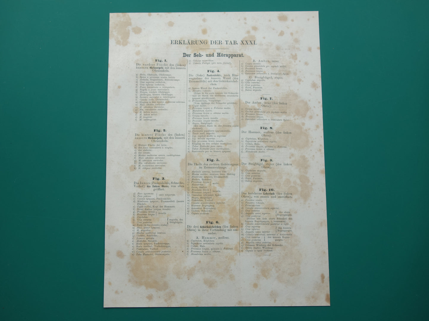 Oude anatomie print over ogen en oren 1871 Antieke prent Vintage anatomische illustratie menselijk oog en oor