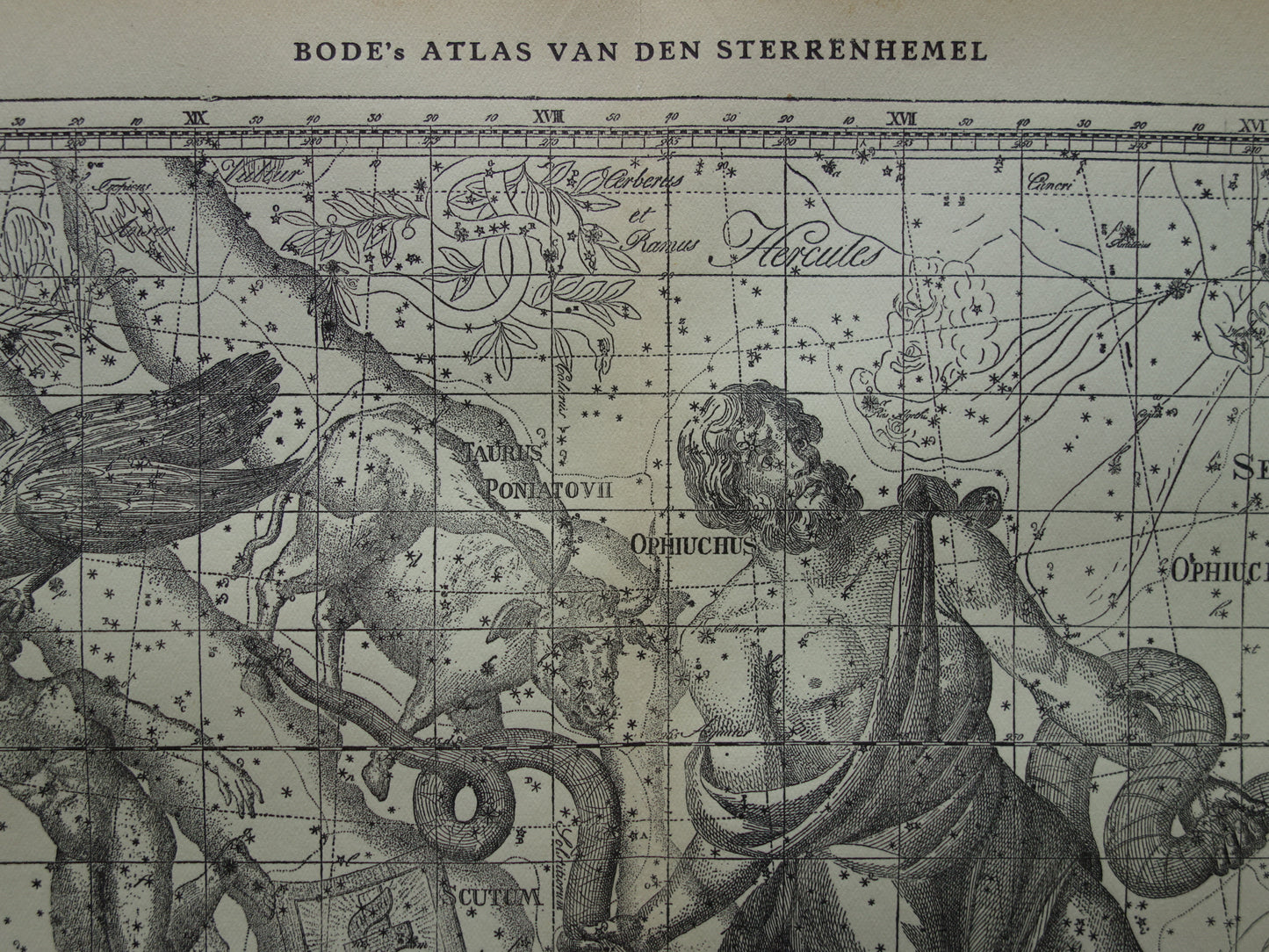 Sterrenbeeld Ophiuchus Slangendrager Taurus Stier vintage illustratie - Antieke sterrenkaart Sterrenbeelden - Oude prent Aquila Arend en Antinous astronomie astrologie print