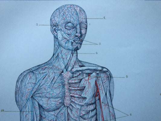 BLOEDVATEN Oude Anatomie Prent 1915 Originele antieke Nederlandse anatomische illustratie vintage print bloedsomloop