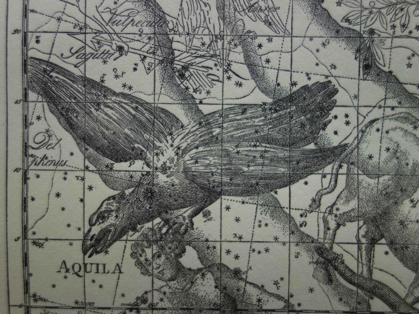 Sterrenbeeld Ophiuchus Slangendrager Taurus Stier vintage illustratie - Antieke sterrenkaart Sterrenbeelden - Oude prent Aquila Arend en Antinous astronomie astrologie print