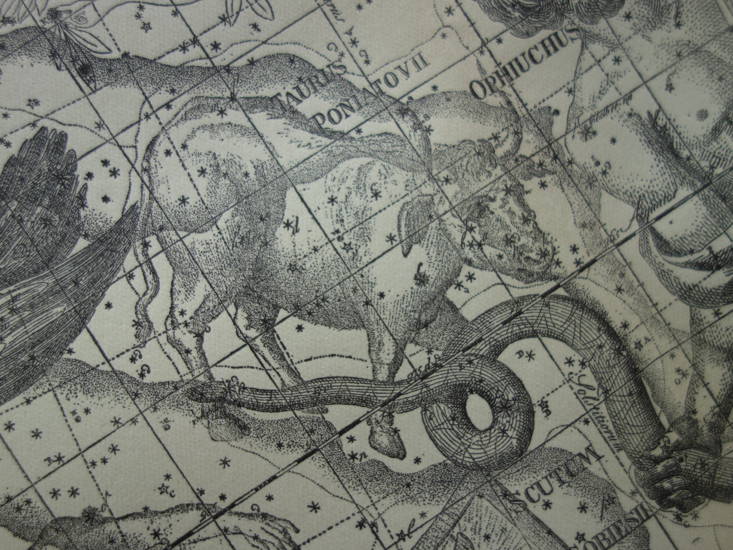 Sterrenbeeld Ophiuchus Slangendrager Taurus Stier vintage illustratie - Antieke sterrenkaart Sterrenbeelden - Oude prent Aquila Arend en Antinous astronomie astrologie print