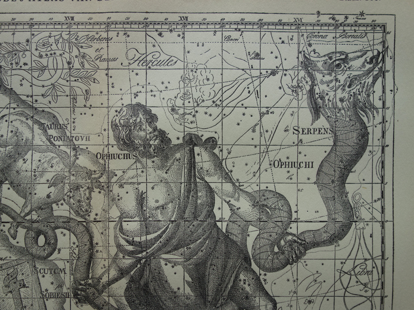 Sterrenbeeld Ophiuchus Slangendrager Taurus Stier vintage illustratie - Antieke sterrenkaart Sterrenbeelden - Oude prent Aquila Arend en Antinous astronomie astrologie print