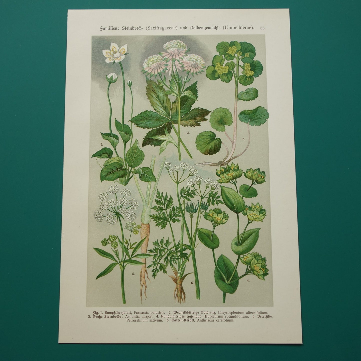 Vintage botanische prent Peterselie Kervel - 1911 originele oude illustratie Zeeuws knoopje - antieke planten bloemen prints