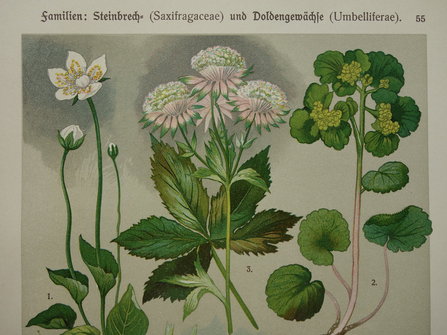 Vintage botanische prent Peterselie Kervel - 1911 originele oude illustratie Zeeuws knoopje - antieke planten bloemen prints