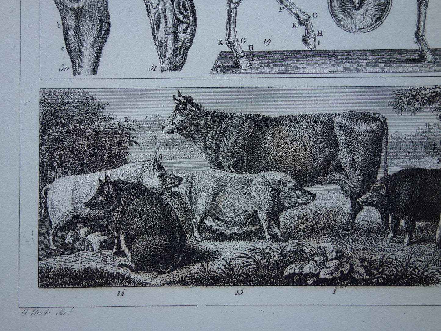 Oude prent van Paarden en boerderij dieren originele 175+ jaar oude illustratie paard koe varken schaap vintage print