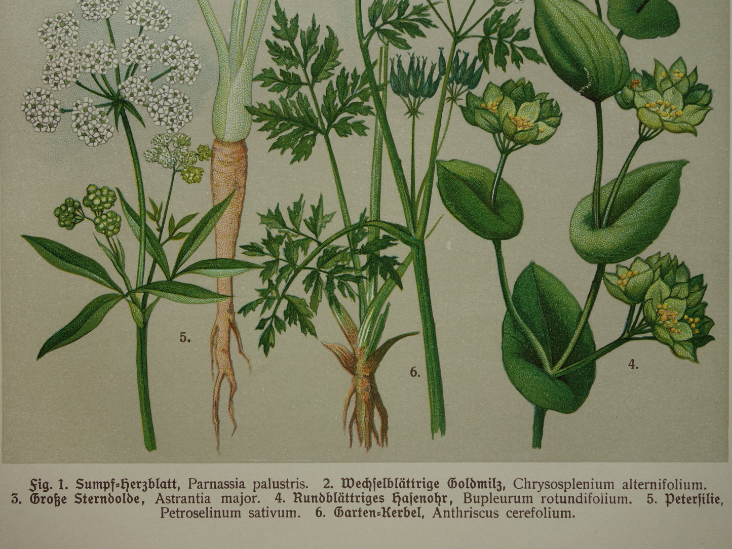 Vintage botanische prent Peterselie Kervel - 1911 originele oude illustratie Zeeuws knoopje - antieke planten bloemen prints