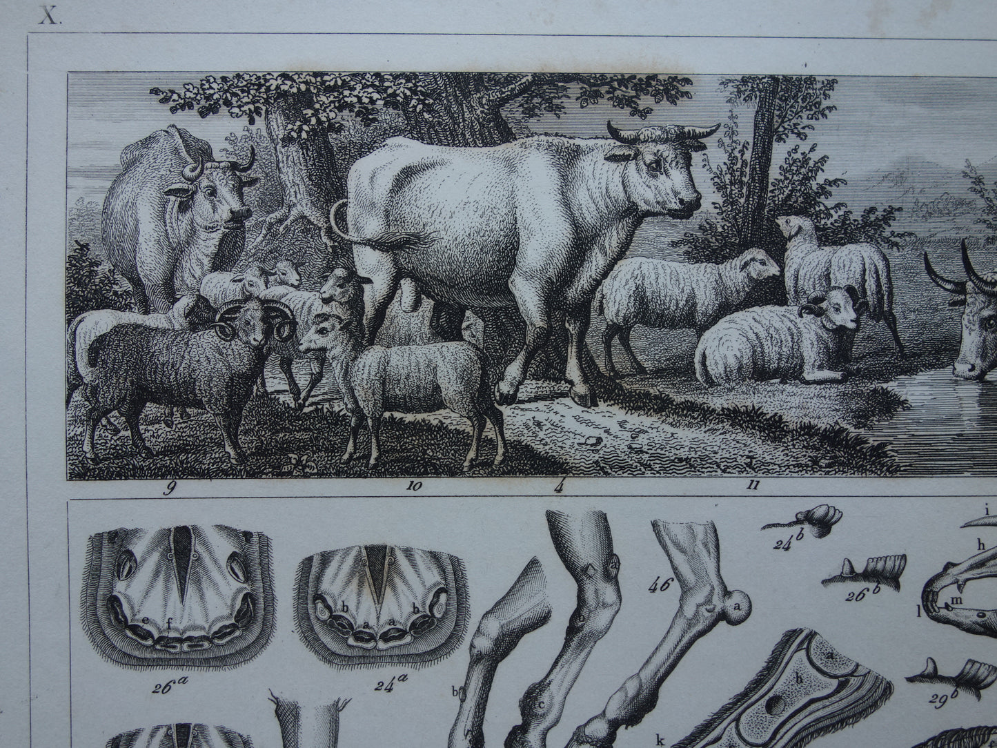 Oude prent van Paarden en boerderij dieren originele 175+ jaar oude illustratie paard koe varken schaap vintage print