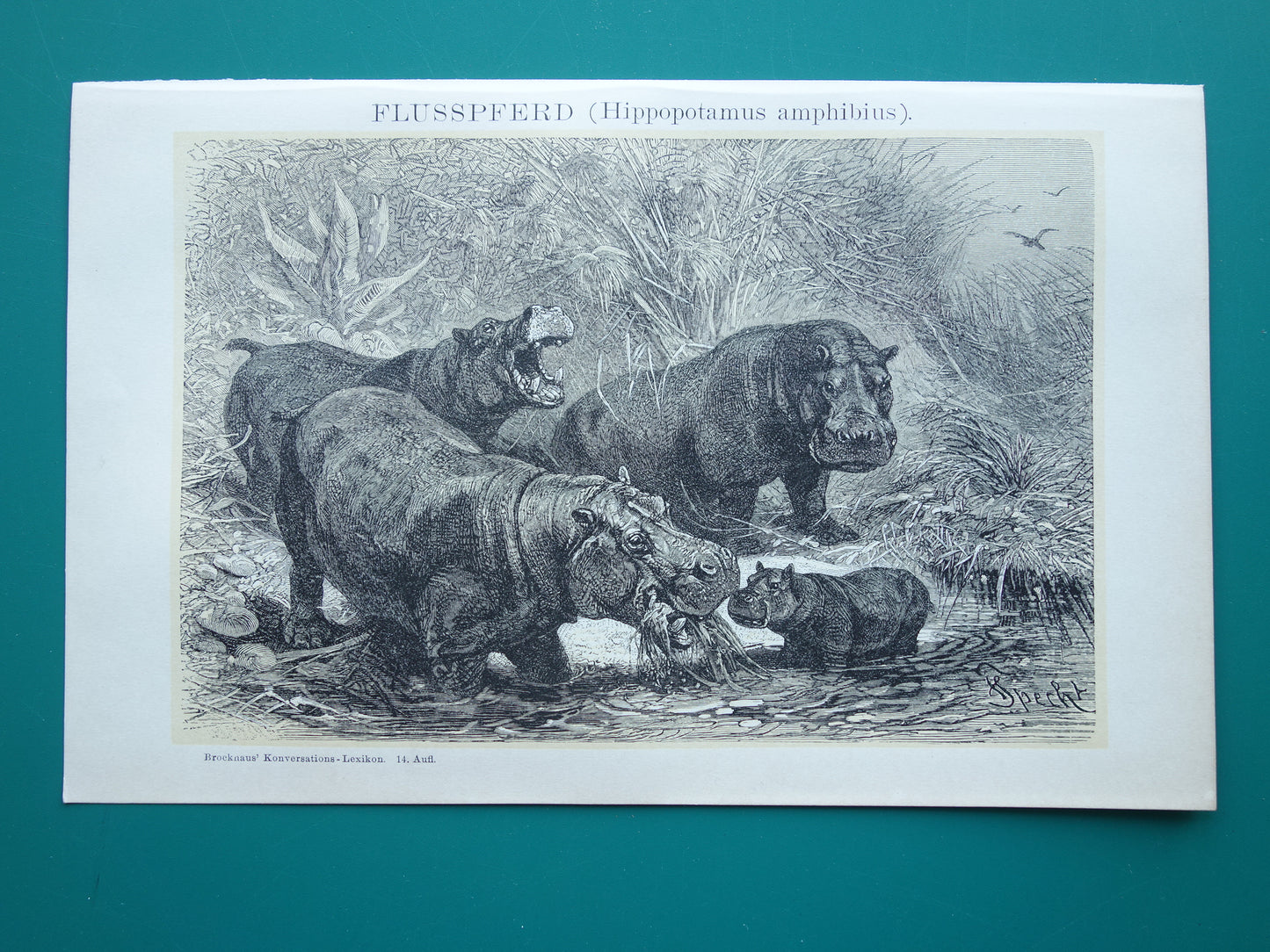 Oude prent van Nijlpaard 1902 kleine originele antieke illustratie Vintage afbeelding Nijlpaarden