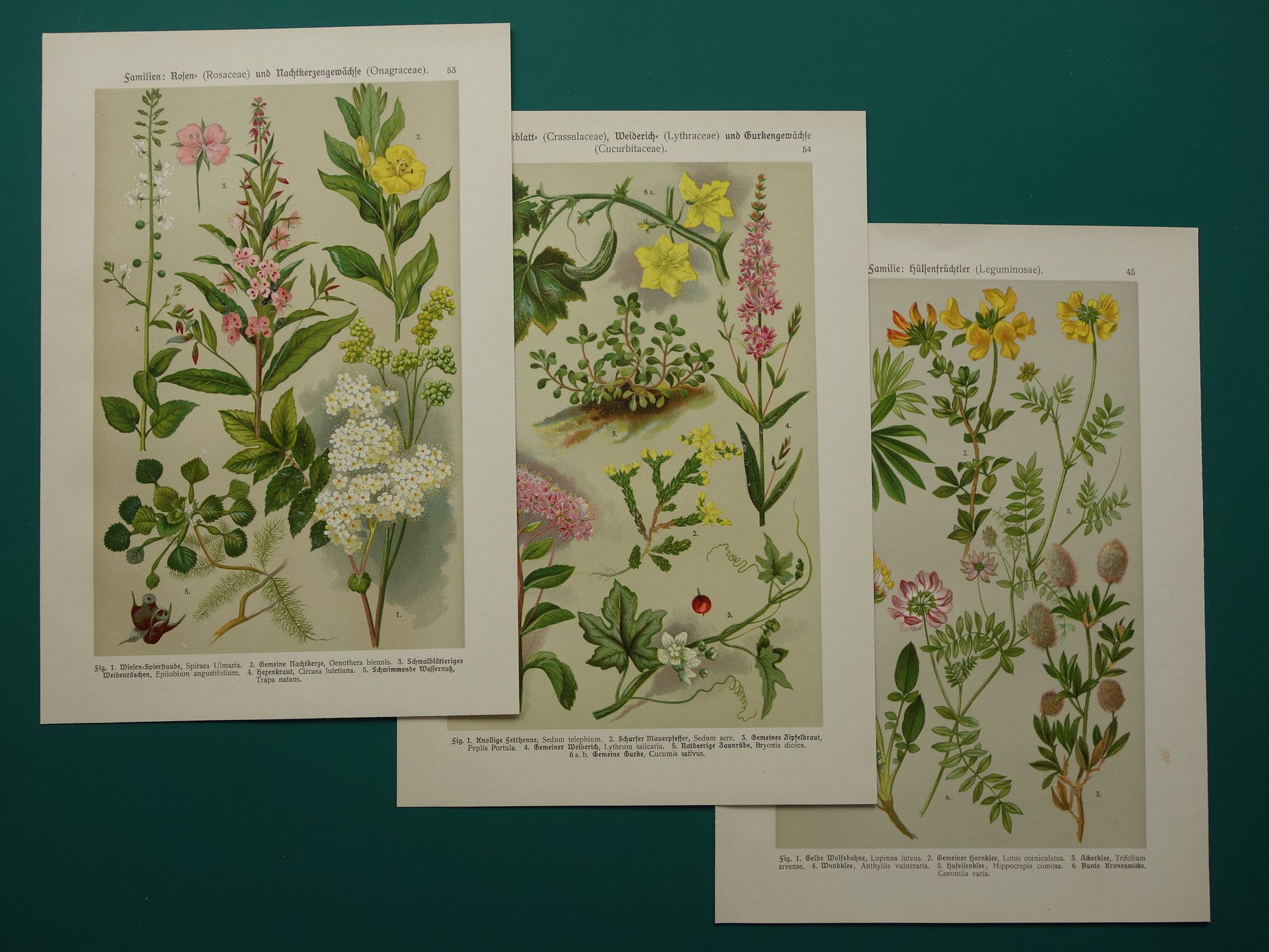 Oude botanische prenten set van 3 litho's uit 1911 originele antieke bloemen illustratie geel roze - vintage historische bloem prenten