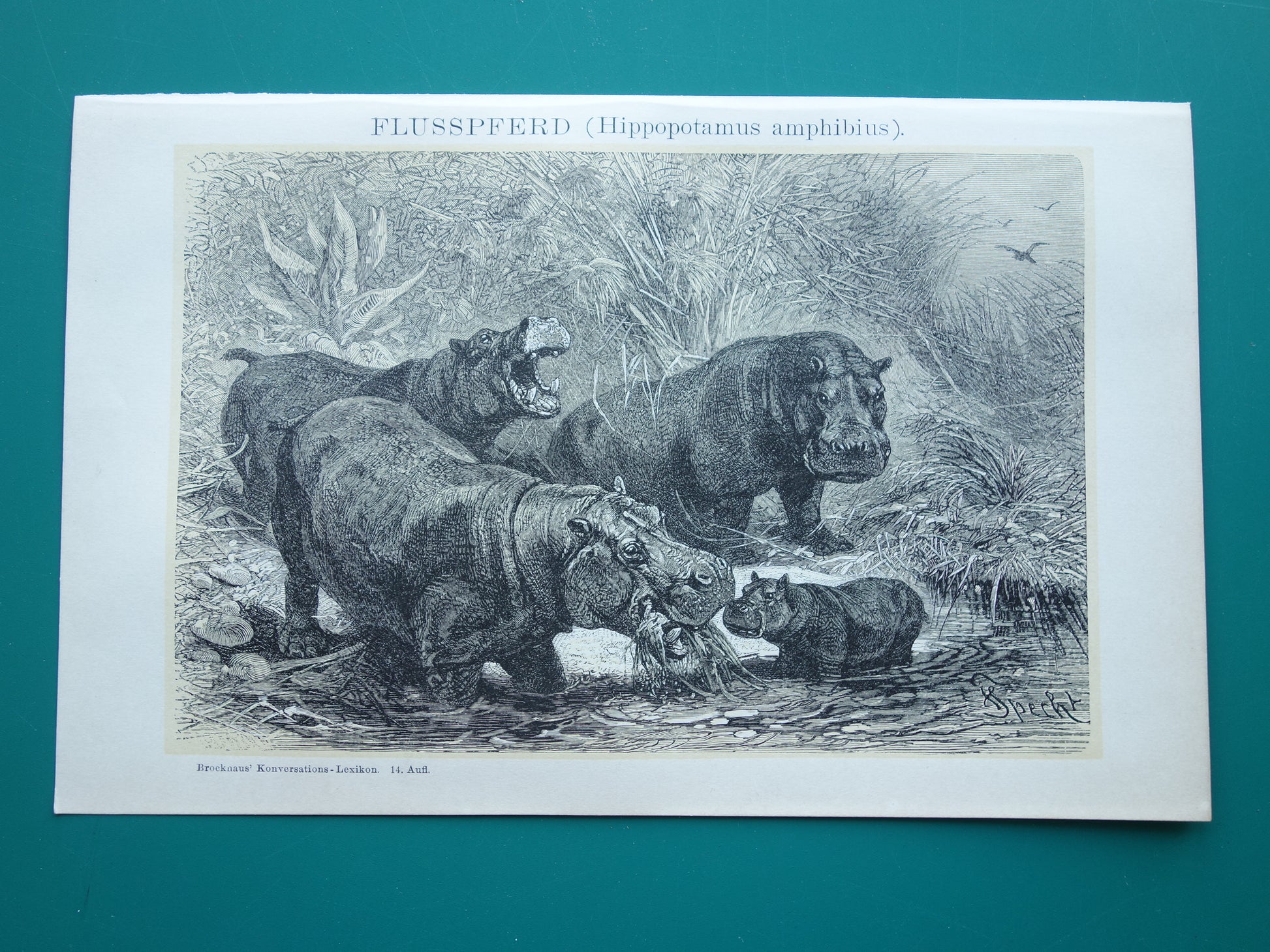 Oude prent van Nijlpaard 1902 kleine originele antieke illustratie Vintage afbeelding Nijlpaarden