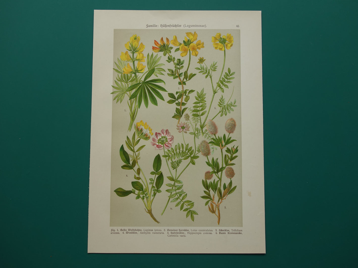 Oude botanische prenten set van 3 litho's uit 1911 originele antieke bloemen illustratie geel roze - vintage historische bloem prenten