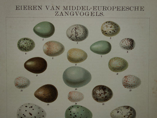 EIEREN oude prent uit 1907 over vogelei  antieke Nederlandse illustratie print vogeleieren