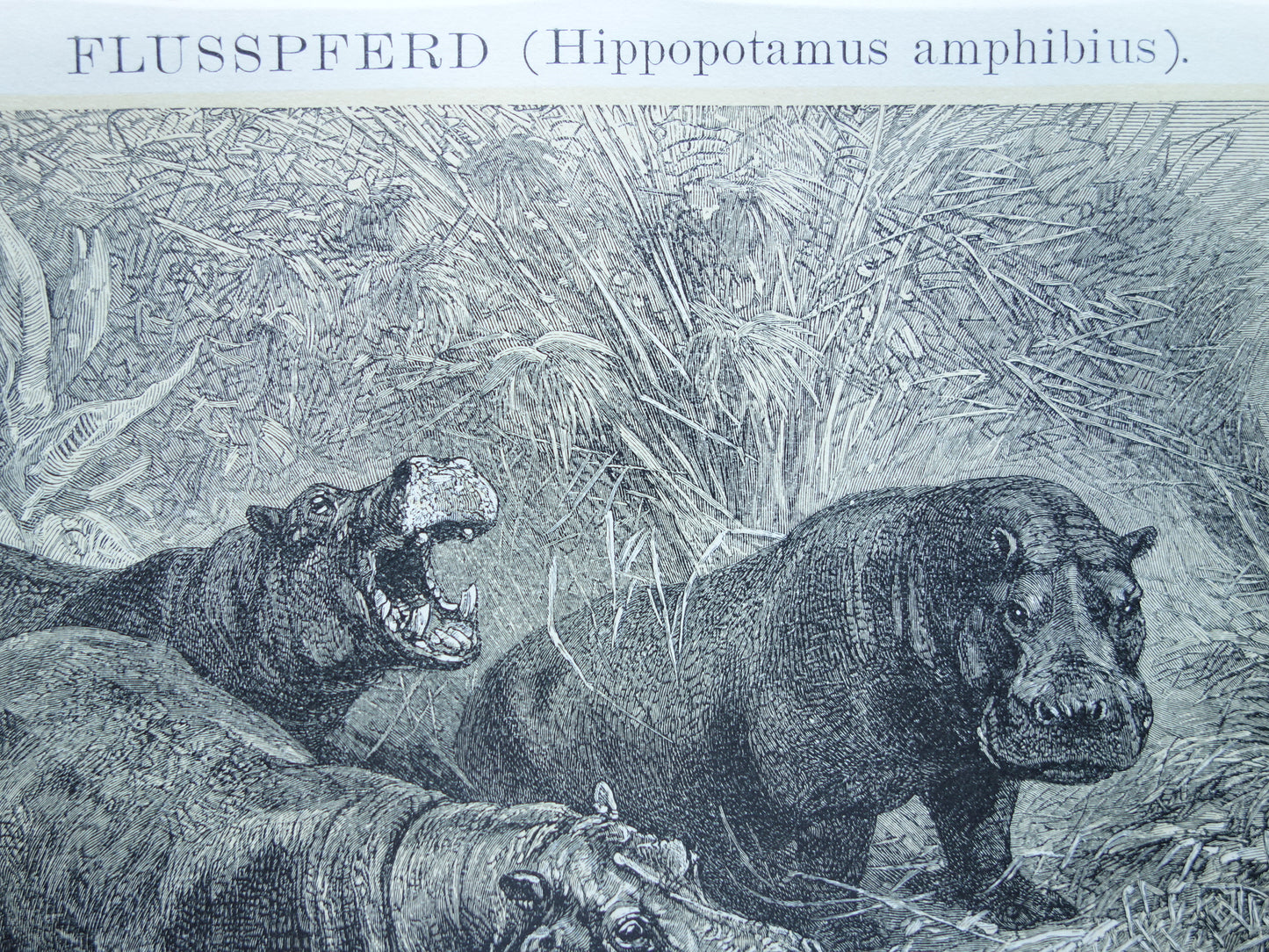 Oude prent van Nijlpaard 1902 kleine originele antieke illustratie Vintage afbeelding Nijlpaarden