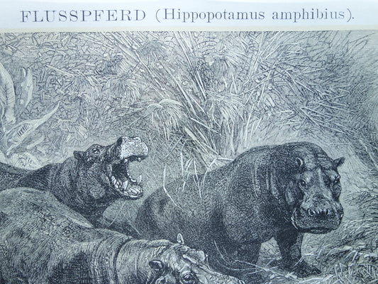 Oude prent van Nijlpaard 1902 kleine originele antieke illustratie Vintage afbeelding Nijlpaarden