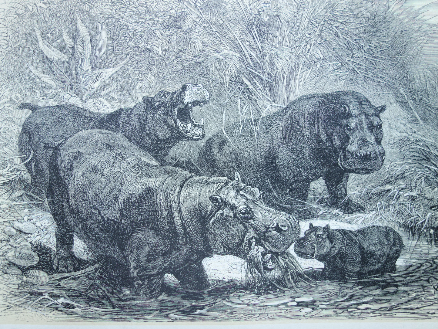 Oude prent van Nijlpaard 1902 kleine originele antieke illustratie Vintage afbeelding Nijlpaarden