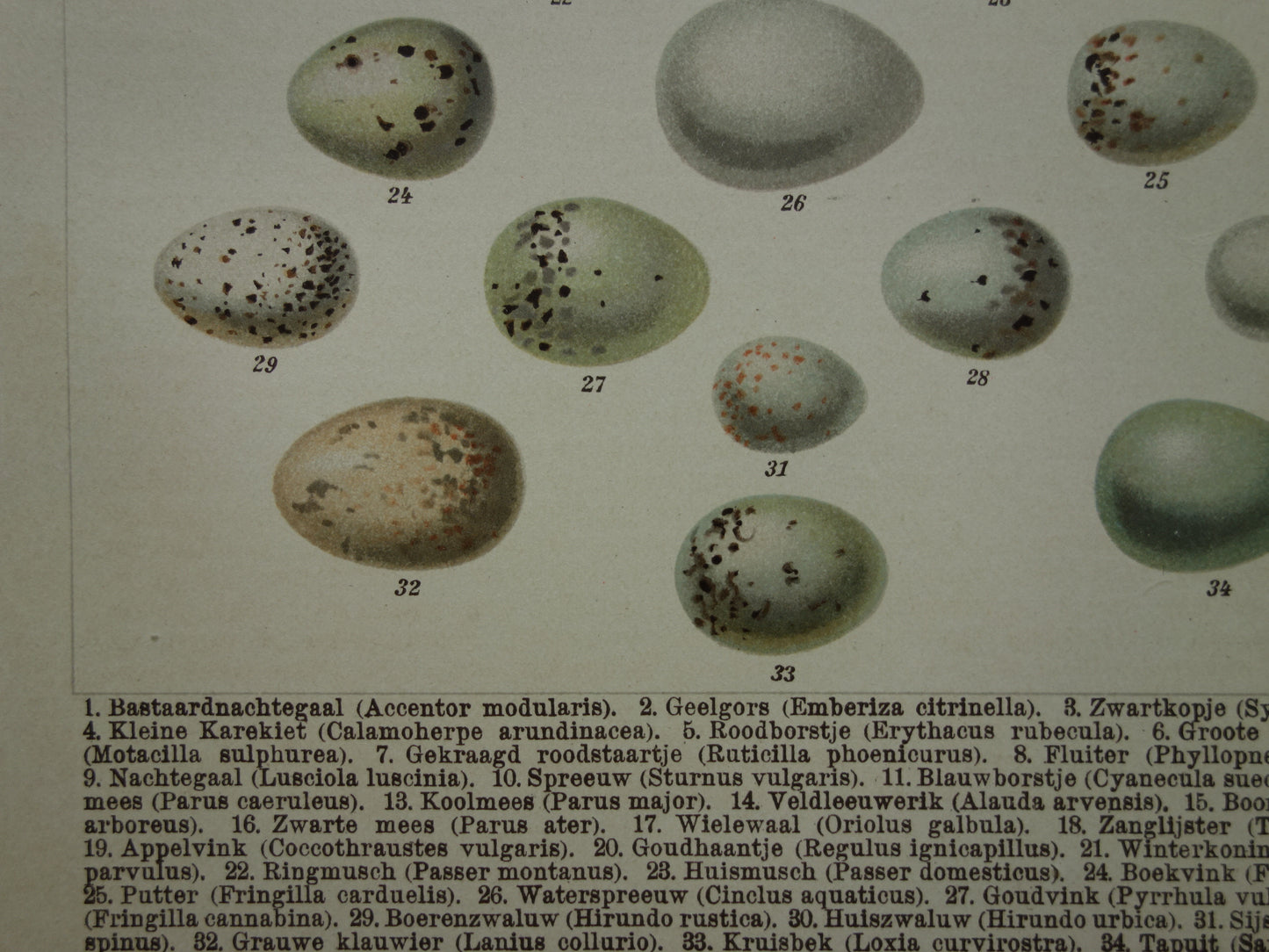 EIEREN oude prent uit 1907 over vogelei  antieke Nederlandse illustratie print vogeleieren