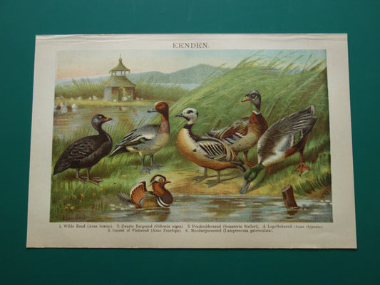 EENDEN oude dieren prent uit 1907 over Eend Originele antieke Nederlandse illustratie print Eendensoorten