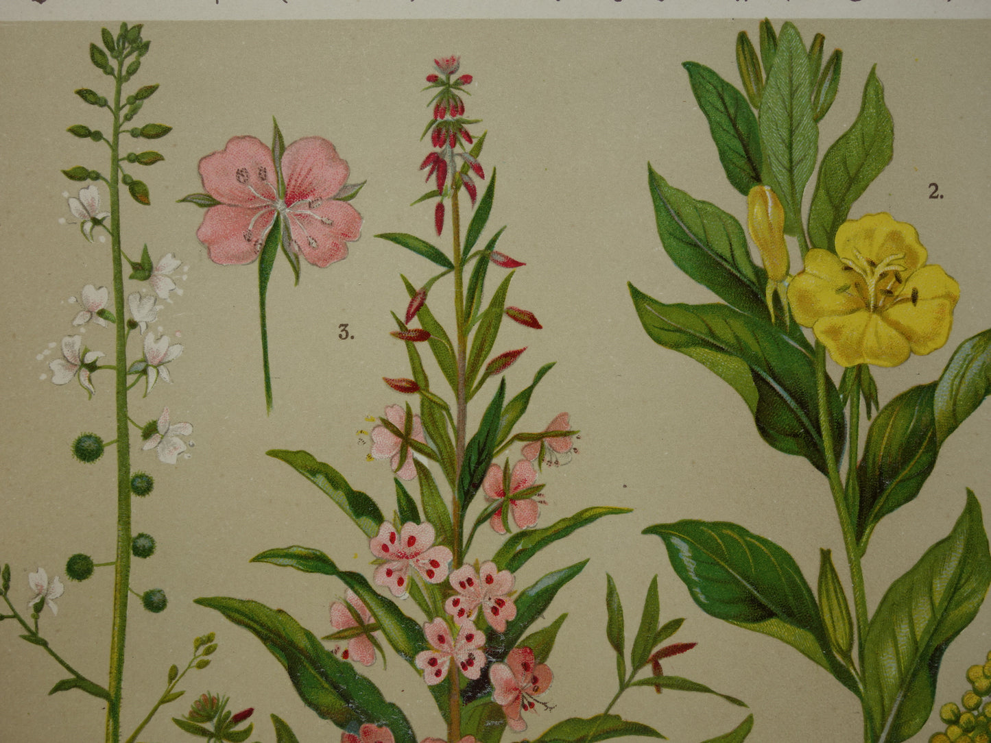 Oude botanische prenten set van 3 litho's uit 1911 originele antieke bloemen illustratie geel roze - vintage historische bloem prenten