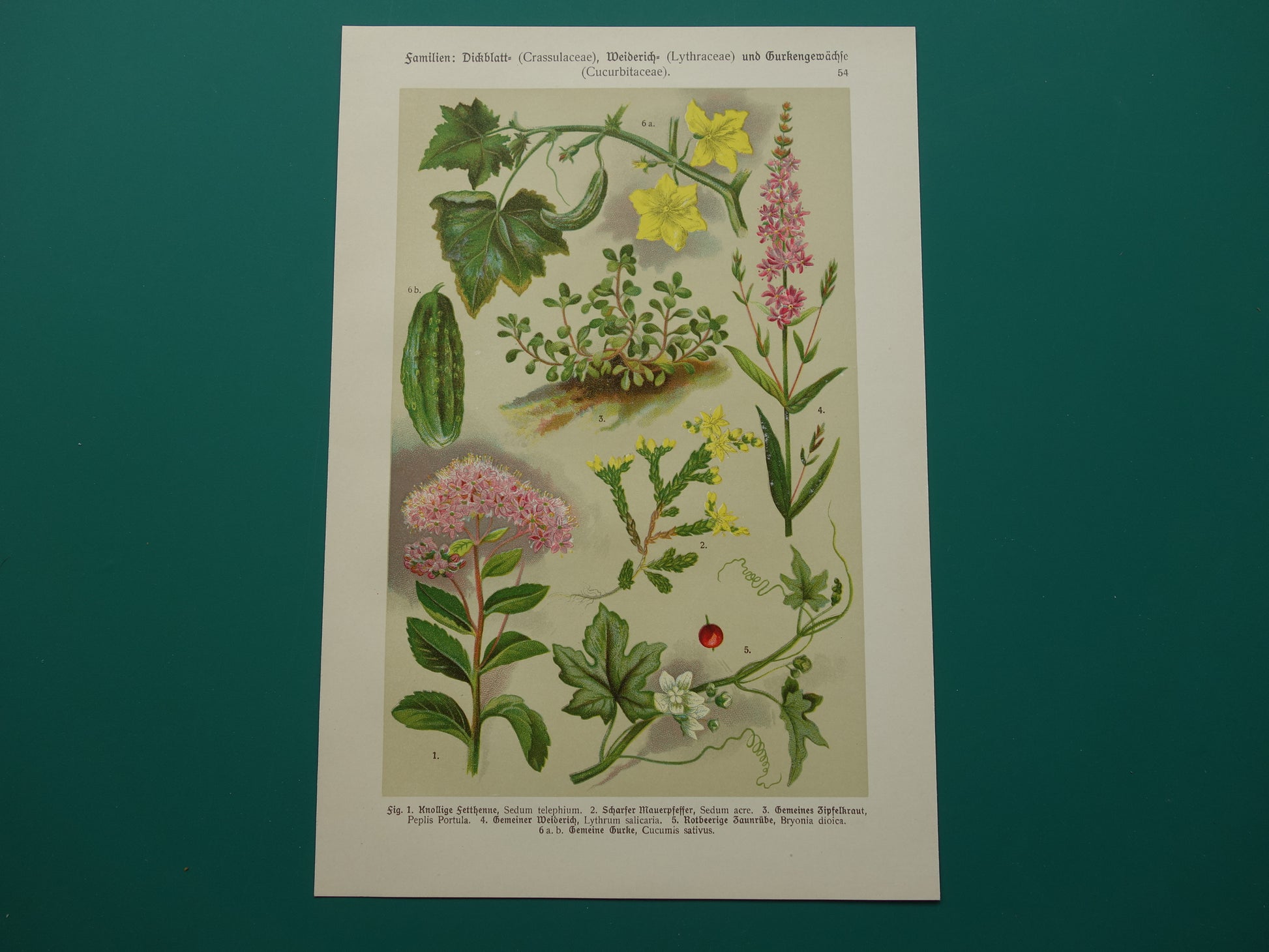 antieke botanische print kopen