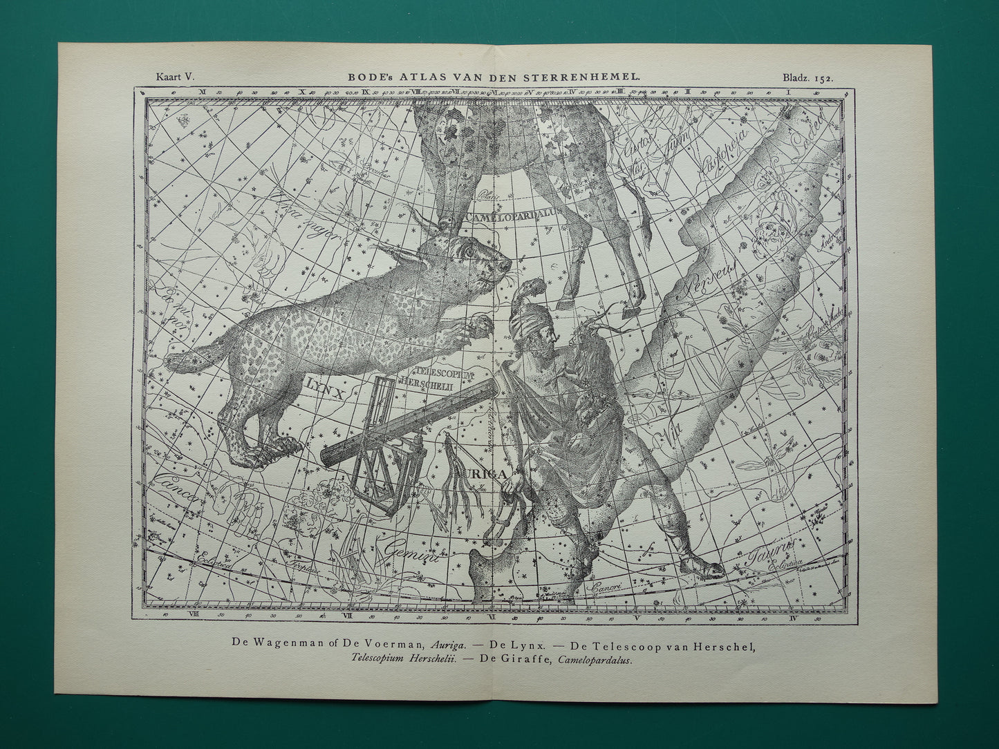 Oude astronomie prent van sterrenbeelden Giraffe Lynx Wagenman Antieke sterrenkaart sterrenbeeld Auriga Voerman vintage print
