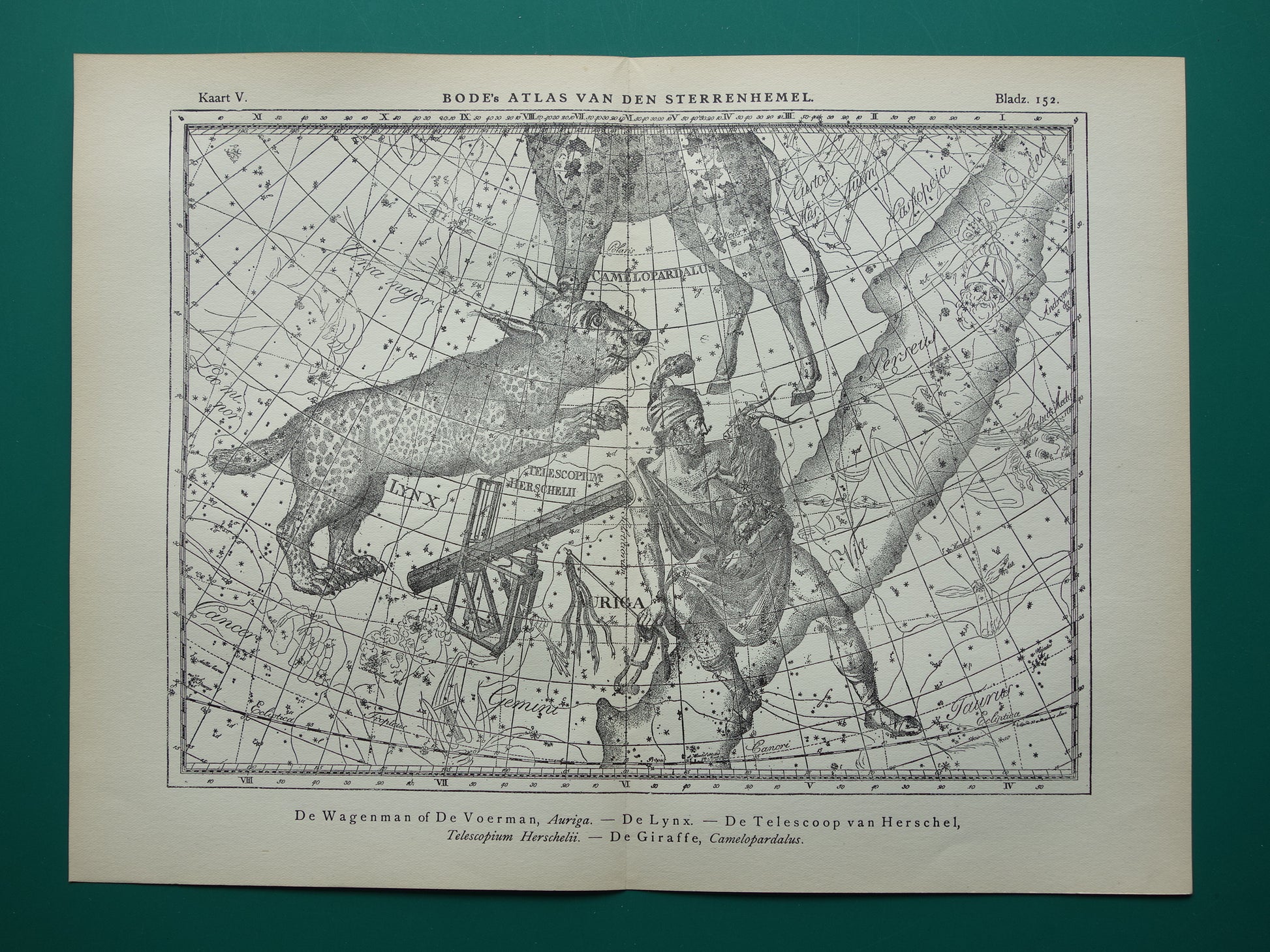Oude astronomie prent van sterrenbeelden Giraffe Lynx Wagenman Antieke sterrenkaart sterrenbeeld Auriga Voerman vintage print
