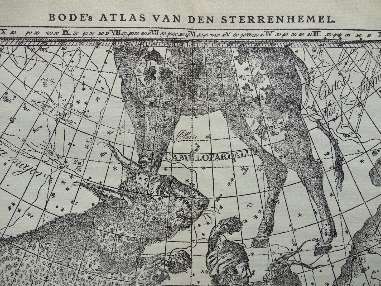 Oude astronomie prent van sterrenbeelden Giraffe Lynx Wagenman Antieke sterrenkaart sterrenbeeld Auriga Voerman vintage print