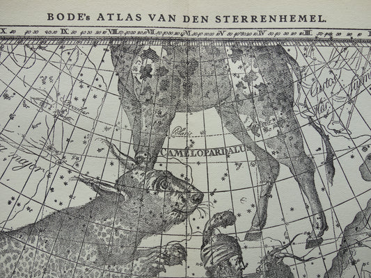 Oude astronomie prent van sterrenbeelden Giraffe Lynx Wagenman Antieke sterrenkaart sterrenbeeld Auriga Voerman vintage print
