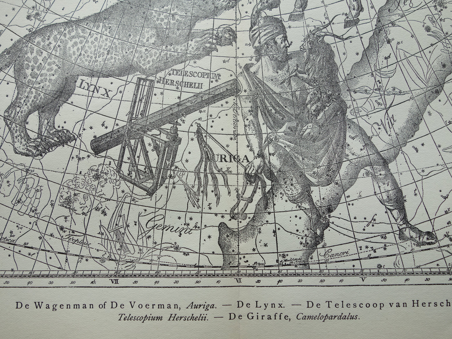 Oude astronomie prent van sterrenbeelden Giraffe Lynx Wagenman Antieke sterrenkaart sterrenbeeld Auriga Voerman vintage print