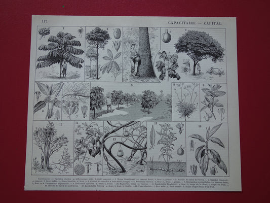 Rubberboom oude botanische prent Rubberplant Originele antieke illustratie rubber productie plantage