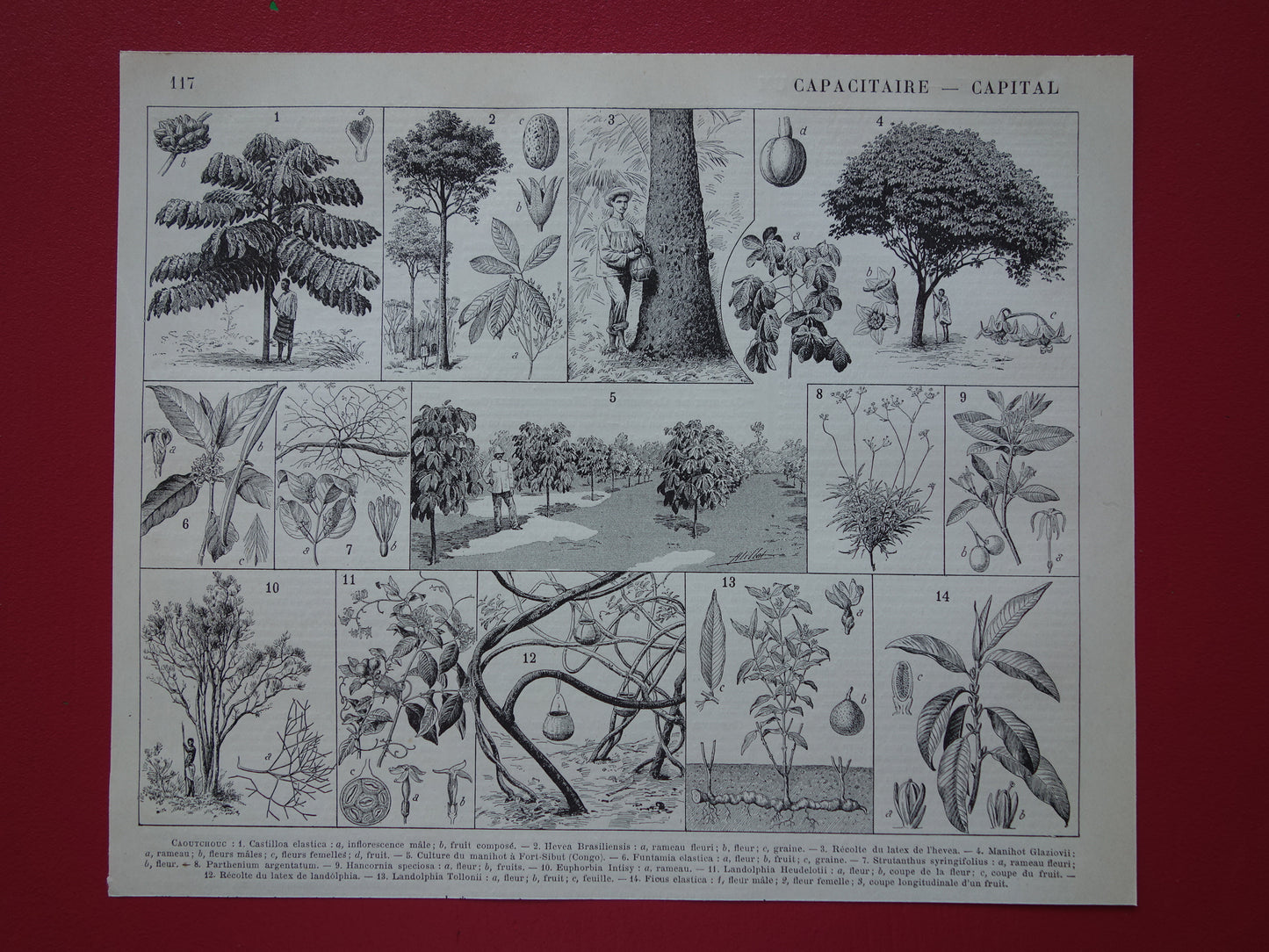 Rubberboom oude botanische prent Rubberplant Originele antieke illustratie rubber productie plantage