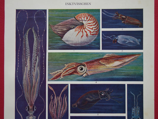 CUTTY FISH old print 1930s original vintage illustration cuttlefish octopus