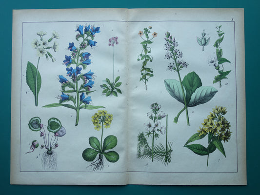 Vintage Botanische Prent uit 1869 Originele antieke Print Botanie Bloemen Planten Kattestaart Haagwinde - Oude muurdecoratie slangenkruid sleutelbloem