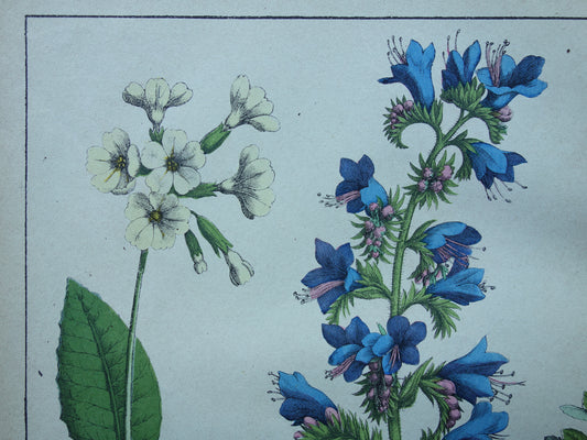 Vintage Botanische Prent uit 1869 Originele antieke Print Botanie Bloemen Planten Kattestaart Haagwinde - Oude muurdecoratie slangenkruid sleutelbloem