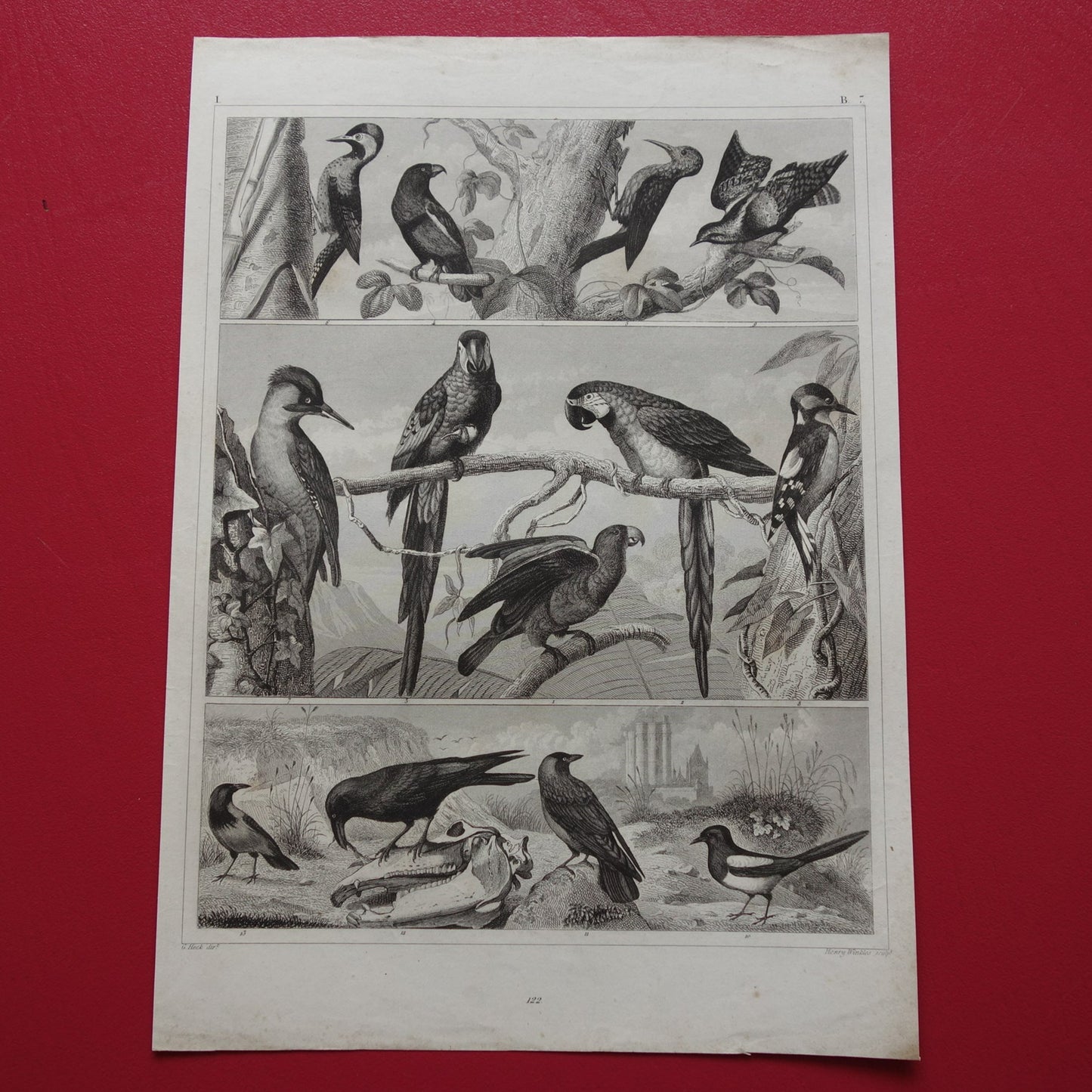 Antieke vogel prent van Papegaai Ara Specht - originele 175+ jaar oude illustratie Raaf Lori - vintage vogels afbeelding prints