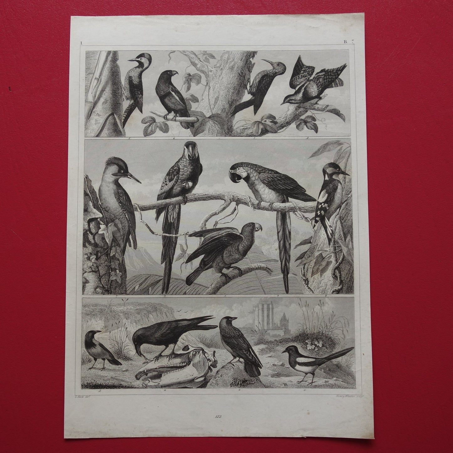 Antieke vogel prent van Papegaai Ara Specht - originele 175+ jaar oude illustratie Raaf Lori - vintage vogels afbeelding prints