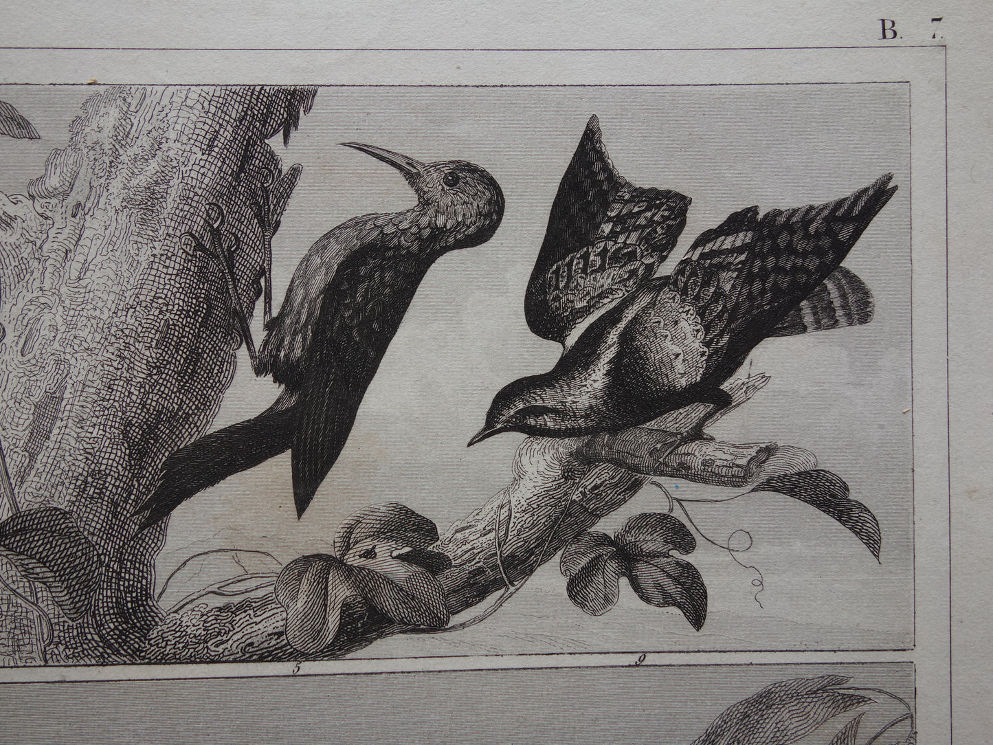 Antieke vogel prent van Papegaai Ara Specht - originele 175+ jaar oude illustratie Raaf Lori - vintage vogels afbeelding prints