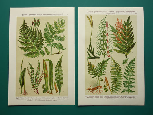 VAREN Oude botanische prent van Varens originele oude illustratie uit 1911 antieke prenten