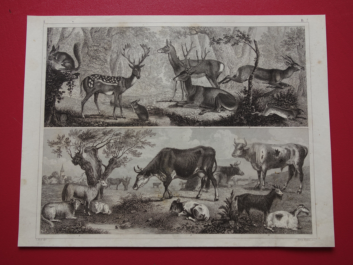 Oude prent van koeien schapen geiten originele antieke herten edelhert illustratie Vintage afbeelding prints