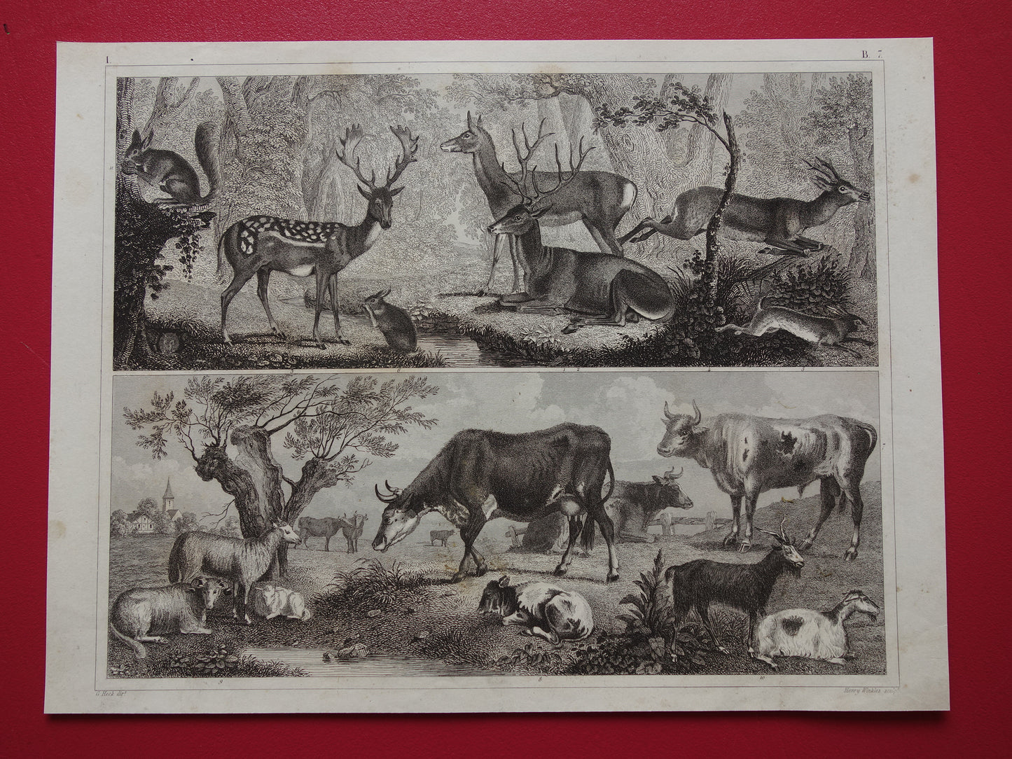 Oude prent van koeien schapen geiten originele antieke herten edelhert illustratie Vintage afbeelding prints