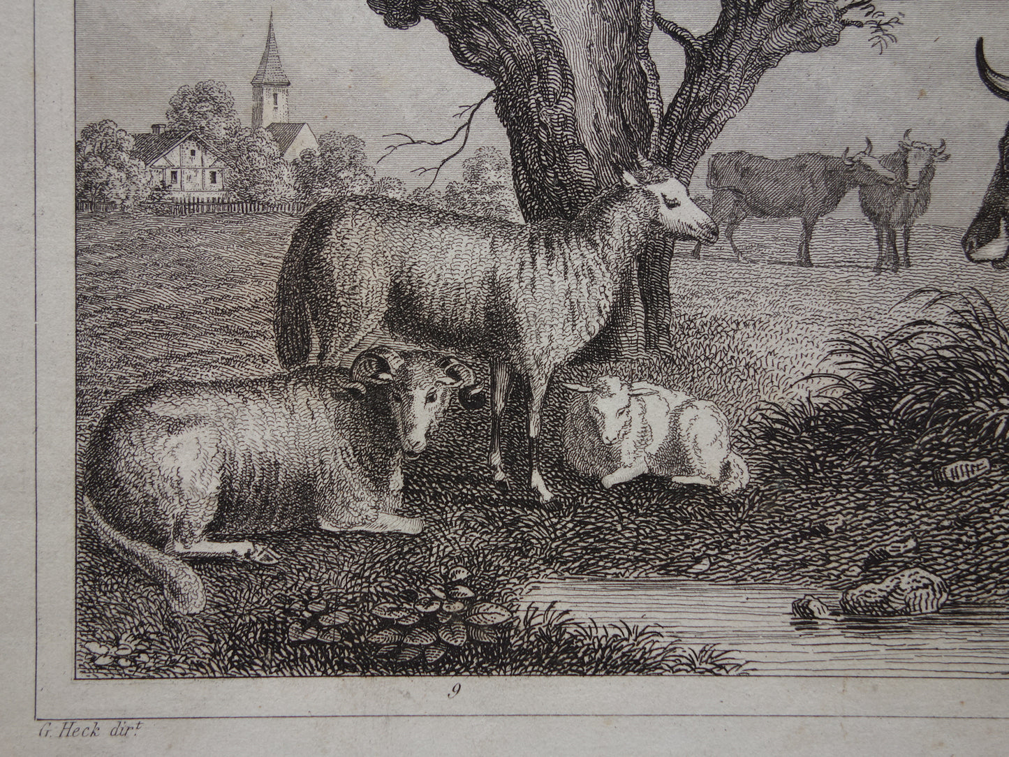 Oude prent van koeien schapen geiten originele antieke herten edelhert illustratie Vintage afbeelding prints