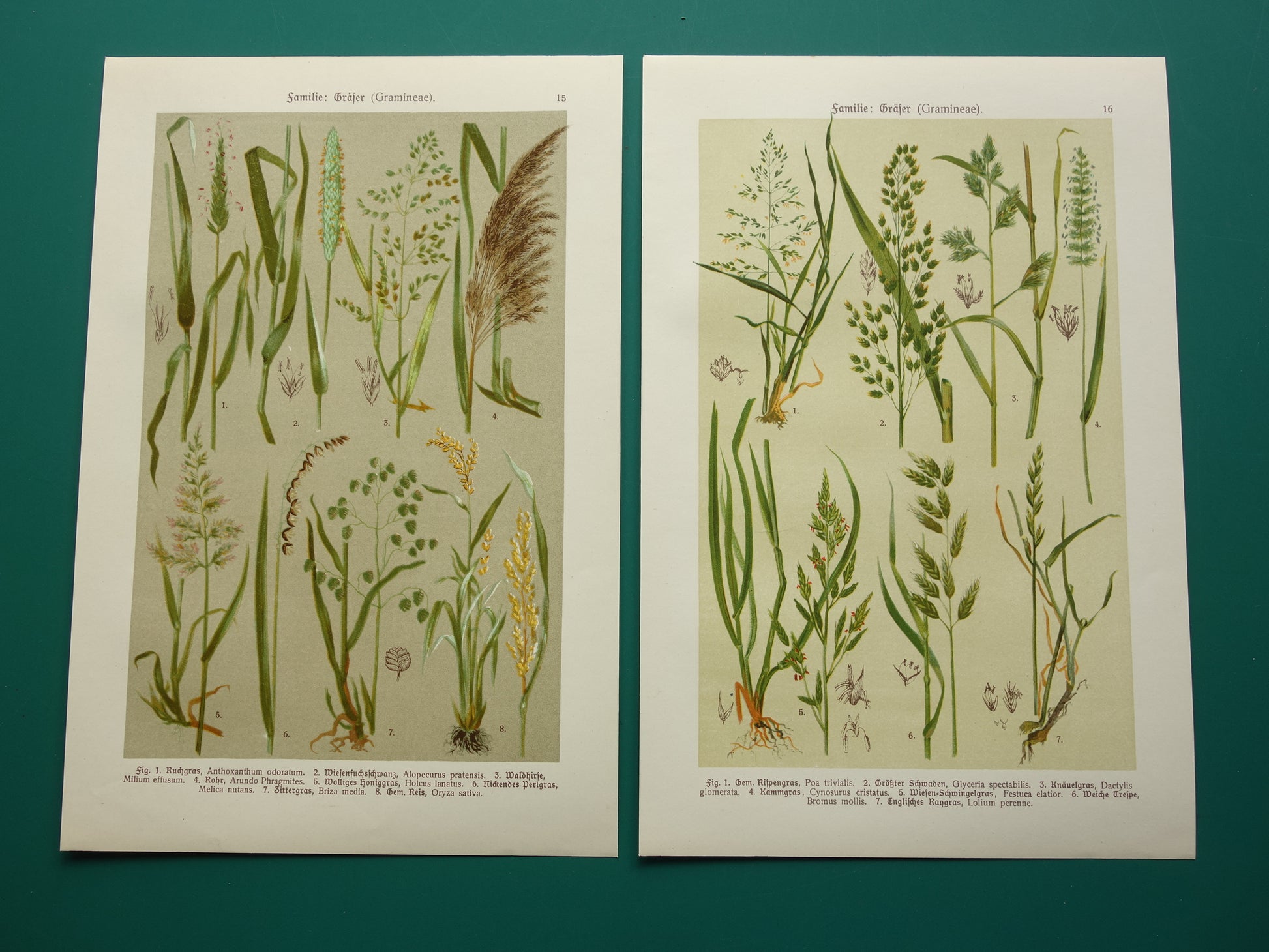 GRAS oude botanische prenten over Grassen Set van twee originele antieke illustraties Grassoorten uit 1911