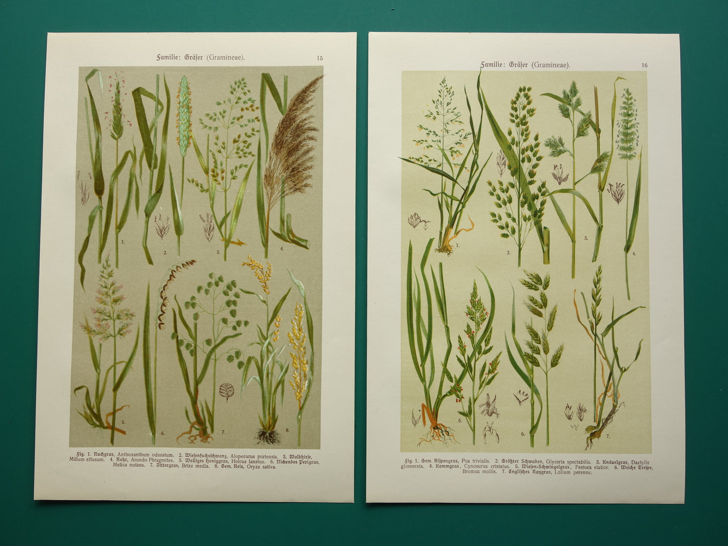 GRAS oude botanische prenten over Grassen Set van twee originele antieke illustraties Grassoorten uit 1911