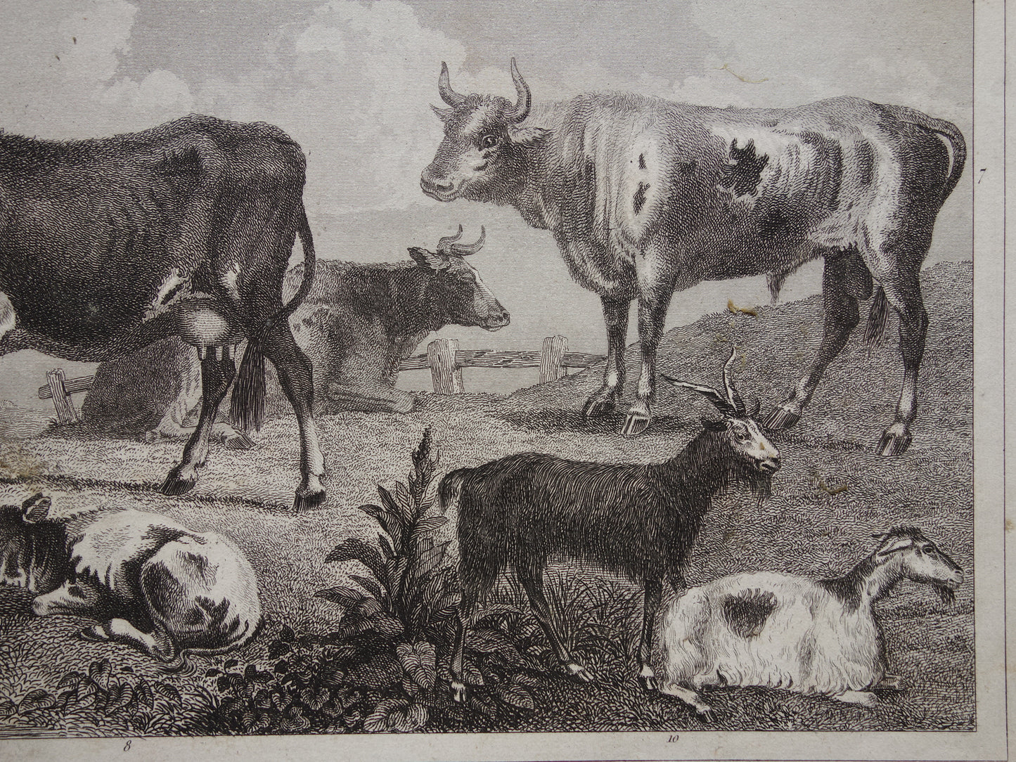 Oude prent van koeien schapen geiten originele antieke herten edelhert illustratie Vintage afbeelding prints