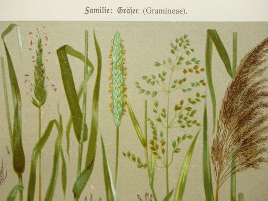 GRAS oude botanische prenten over Grassen Set van twee originele antieke illustraties Grassoorten uit 1911