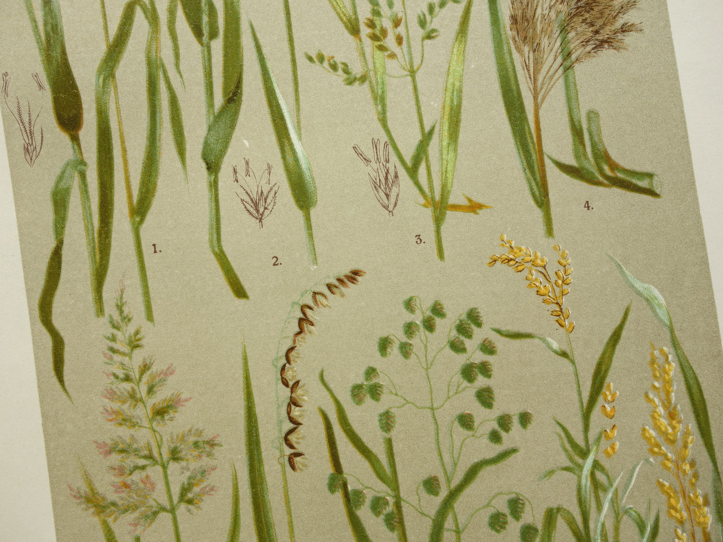 GRAS oude botanische prenten over Grassen Set van twee originele antieke illustraties Grassoorten uit 1911
