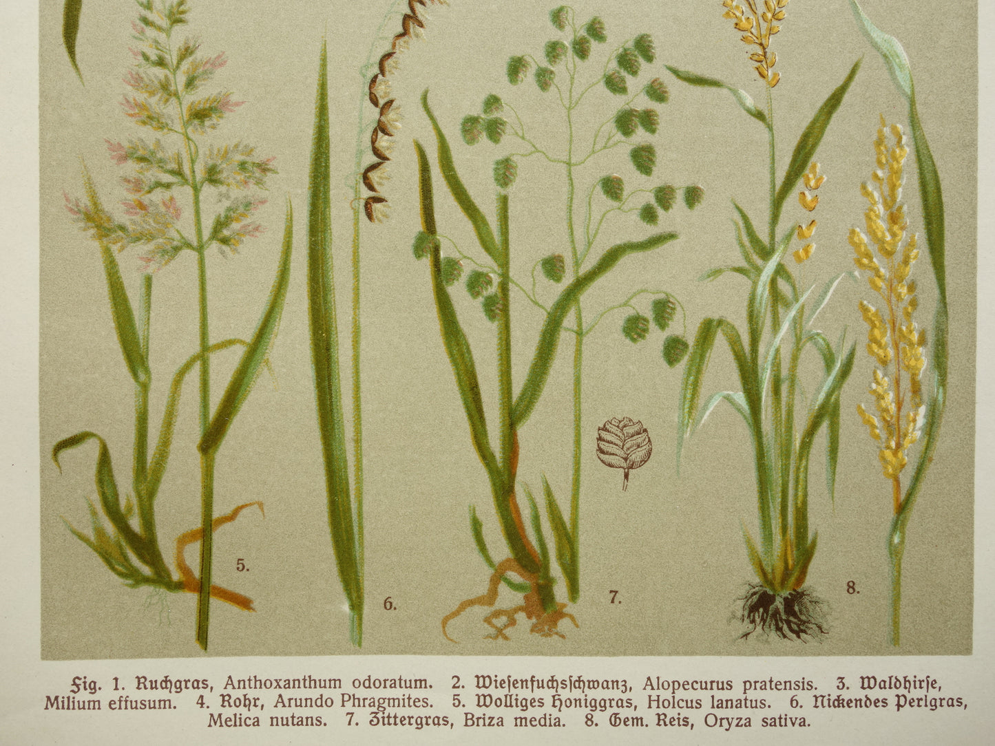 GRAS oude botanische prenten over Grassen Set van twee originele antieke illustraties Grassoorten uit 1911
