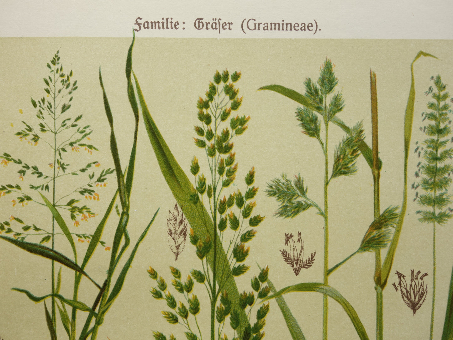 GRAS oude botanische prenten over Grassen Set van twee originele antieke illustraties Grassoorten uit 1911