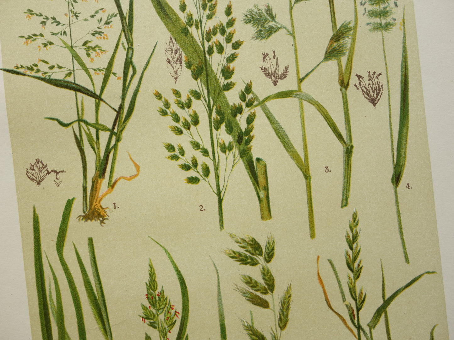 GRAS oude botanische prenten over Grassen Set van twee originele antieke illustraties Grassoorten uit 1911